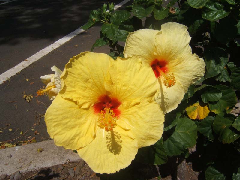 DSCF8817