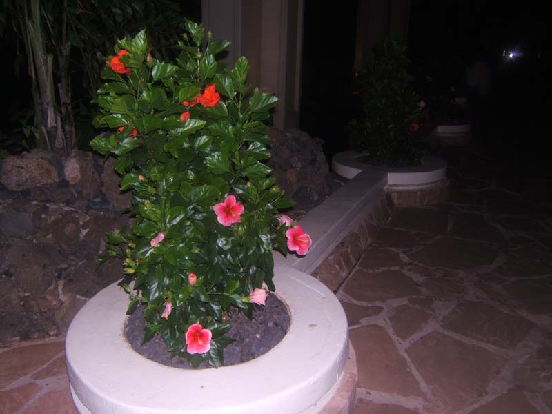 DSCF9114
