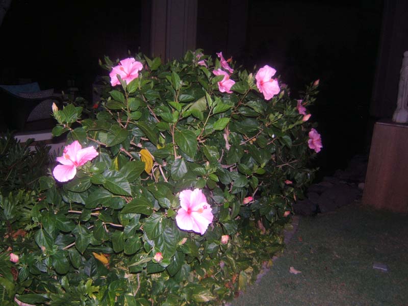 DSCF9115
