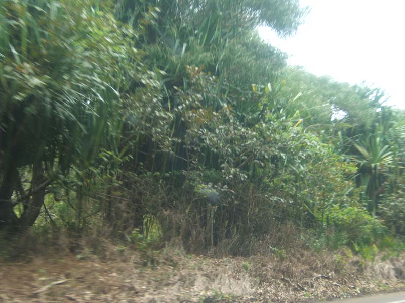 DSCF9179
