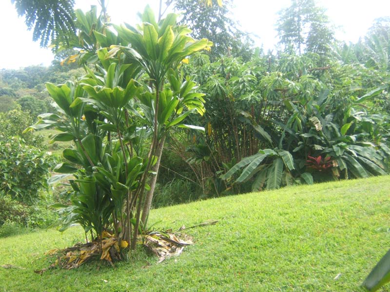 DSCF9271