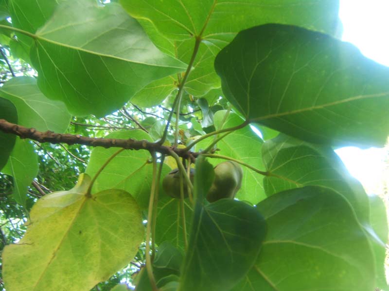DSCF9303