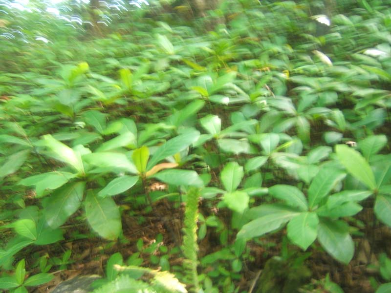 DSCF9338