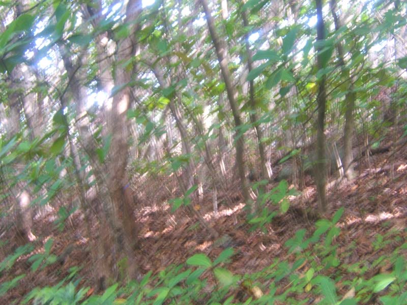 DSCF9339