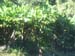DSCF9357